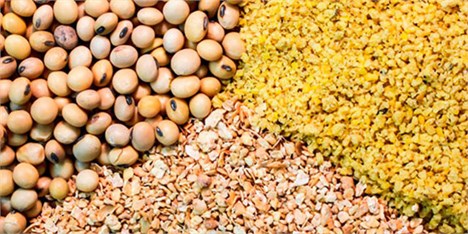 افزایش قیمت محصولات پروتئینی در راه است/ هشدار به سه وزیر درباره حذف ارز مبادله‌ای خوراک دام