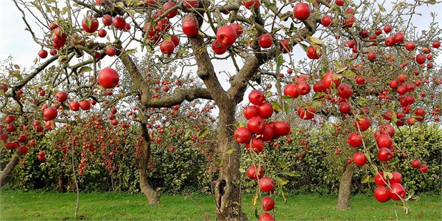 جایگزینی ارقام تجاری گلابی، علت قطع درختان سیب در دماوند