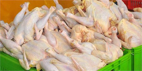 جمع آوری روزانه هزارتن مرغ مازاد از بازار