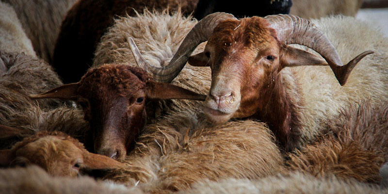 فرانسه به بازار گوشت ایران هم وارد شد/ واردات ۱۳ هزار راس گوسفند برای پرواربندی