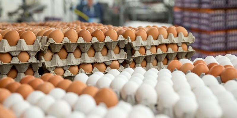 افزایش 40 درصدی قیمت تخم‌مرغ/ تولیدکنندگان عامل گرانی هستند