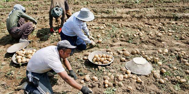 افزایش ۵۳ هزارتنی تولید سیب‌زمینی در کشور