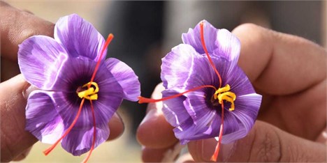 صادرات زعفران در کما