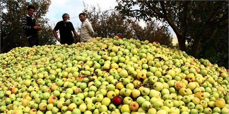 افت ۸۰ درصدی صادرات سیب