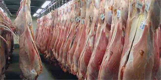 گوشت گرم وارداتی قیمت و کشتار دام داخلی را کاهش داد