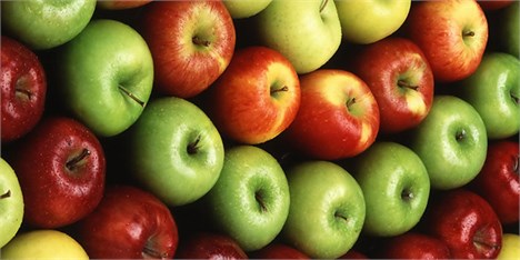 40 هزار تن سیب درختی از باغداران خریداری شد