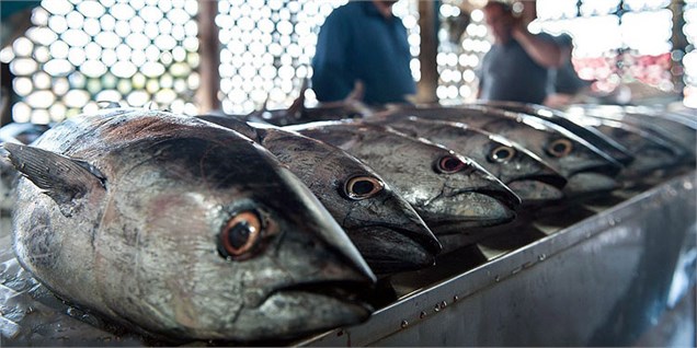 عرضه مستقیم انواع ماهی با نرخ کمتر از قیمت کنونی بازار در آینده نزدیک