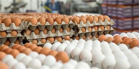 قیمت تخم‌مرغ همچنان نامتعادل است