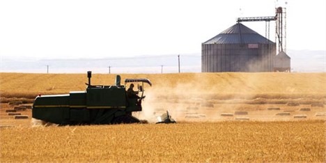 صادرات ۳۰ هزار تنی گندم برای اولین بار به عمان