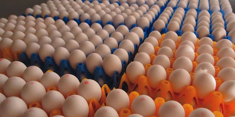 هر شانه تخم مرغ را بیشتر از 12500 تومان نخرید