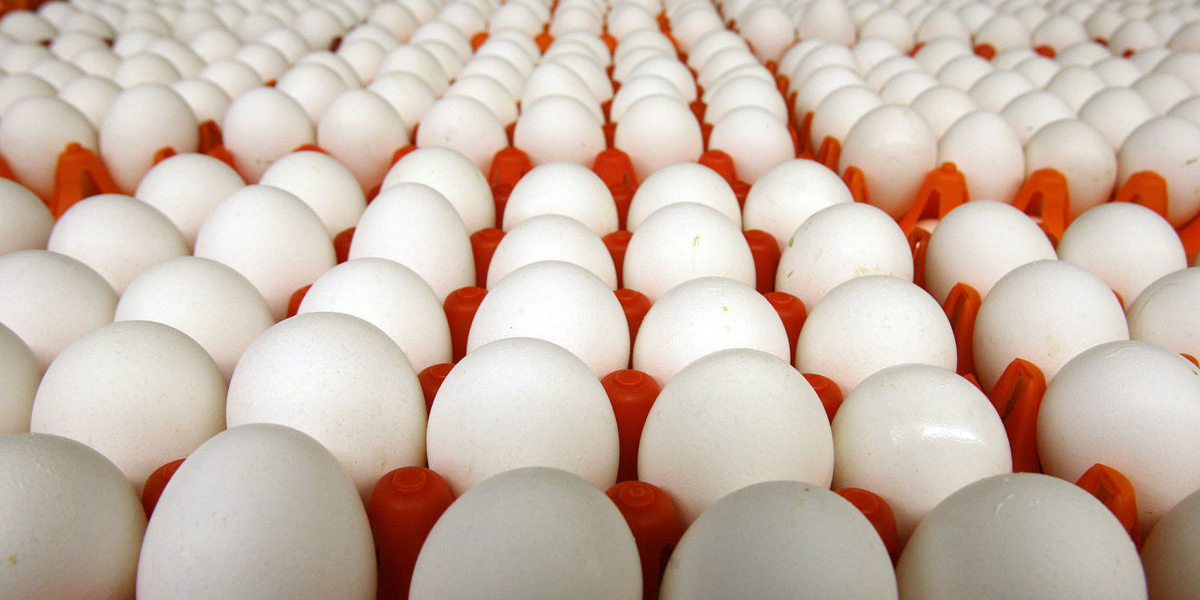 چالش در بازار تخم مرغ
