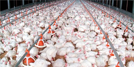 ثبات نرخ مرغ در سه سال اخیر به بهای پرداخت یارانه از جیب مرغدار/ مسئولان سکوت اختیار کردند