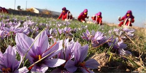 صادرات 185 میلیون دلاری زعفران طی هشت ماهه گذشته