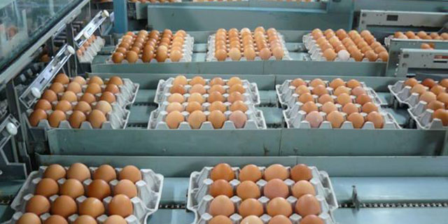 میانگین قیمت هرکیلو تخم مرغ درب مرغداری به ۵۳۰۰ تومان رسیده است