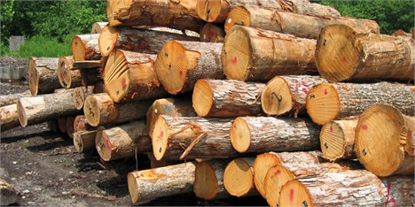 ۷۰ درصد بازار چوب ایران، وارداتی است