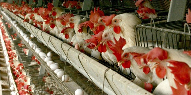 آنفلوآنزای فوق حاد پرندگان 310 میلیارد تومان به مرغداران خسارت وارد کرد