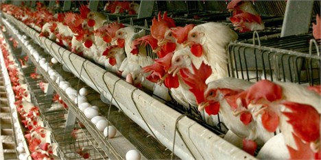 آنفلوآنزای فوق حاد پرندگان 310 میلیارد تومان به مرغداران خسارت وارد کرد