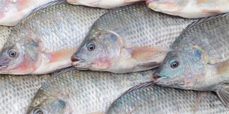 عدم صحت ممنوعیت واردات ماهی تیلاپیا