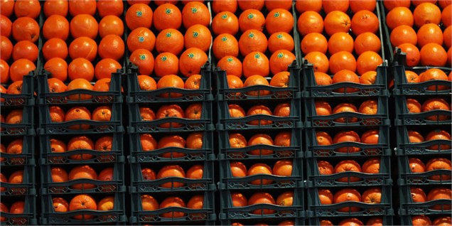 توزیع ۶۰ هزارتن سیب و پرتقال برای مصارف شب عید