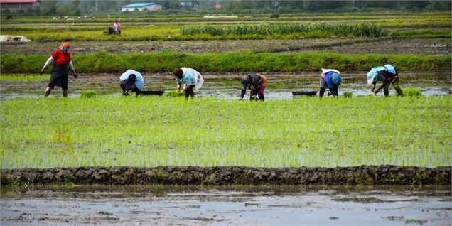 کاشت گیاه کینوا (شبه برنج) در کشور شکست می‌خورد
