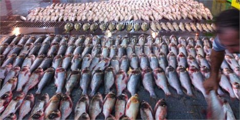نوسان قیمت ماهی در ایام پایانی سال