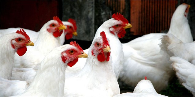 تصمیم دولت برای افزایش ۳ برابری تعرفه خوراک دام و در پی آن گرانی مرغ و تخم‌مرغ