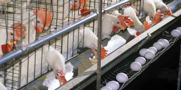 ۸۵ درصد صنعت مرغ تخم‌گذار، گرفتار بیماری آنفلوانزا حاد پرندگان