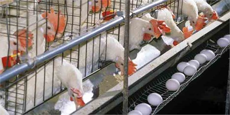 ۸۵ درصد صنعت مرغ تخم‌گذار، گرفتار بیماری آنفلوانزا حاد پرندگان
