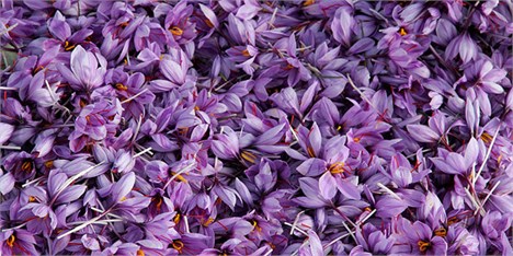 برای اولین بار زعفران در بورس کالا عرضه شد/ تامین 90 درصد زعفران دنیا با ایران است