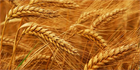 فائو کاهش ۱۱ درصدی «تولید گندم ایران» در سال  ۲۰۱۸ را پیش‌بینی کرد