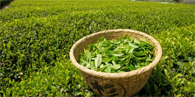 گردش در مزارع چای