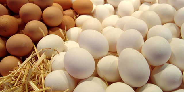 افرایش قیمت تخم مرغ به ۸۰۰۰ تومان درب مرغداری