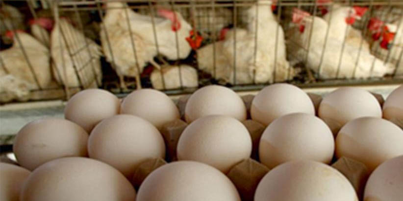 رشد قیمت تخم مرغ با افزایش قیمت نهاده‌ها و ازدیاد تقاضا
