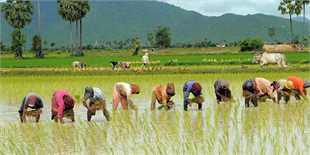 رقابت در بازار برنج شمال کشور با تک نرخی شدن ارز بالا می‌رود