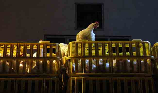 کاهش نرخ مرغ در  مراکز خرده‌فروشی