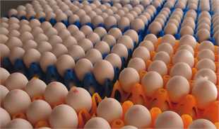 قیمت تخم‌مرغ از ثبات نسبی در بازار برخوردار است