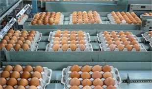 قیمت تخم‌مرغ با روند نزولی همراه خواهد شد