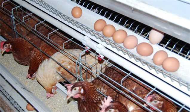 روزهای سخت تولید مرغ و تخم‌مرغ
