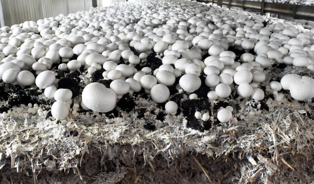 متضرر شدن 500 میلیون تومانی تولیدکنندگان قارچ در روز/ مصرف قارچ‌های خوراکی مشکلی ندارد