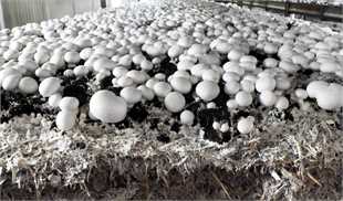 متضرر شدن 500 میلیون تومانی تولیدکنندگان قارچ در روز/ مصرف قارچ‌های خوراکی مشکلی ندارد