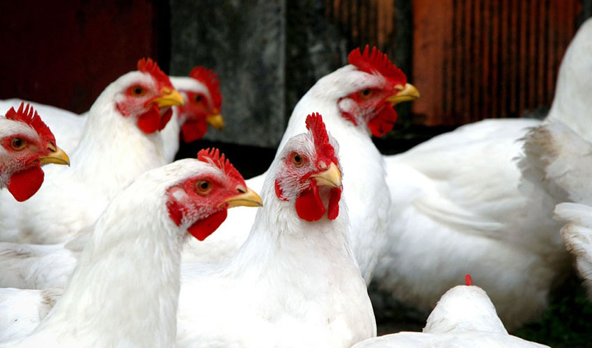 صادرات مرغ و تخم مرغ تبدیل به رویا شده است/ کشتی‌های خوراک دام در راه هستند