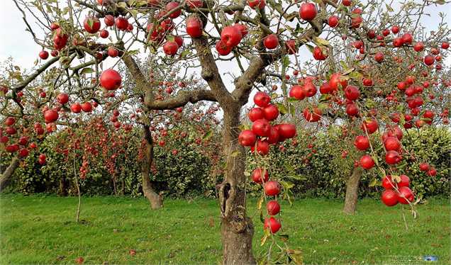 پیش‌بینی کاهش تولید سیب درختی/ صادرات ۷۰۰ هزار تنی از کشور