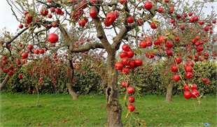 پیش‌بینی کاهش تولید سیب درختی/ صادرات ۷۰۰ هزار تنی از کشور