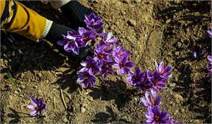 خروج وسیع پیاز زعفران از کشور و توسعه کشت این محصول در افغانستان