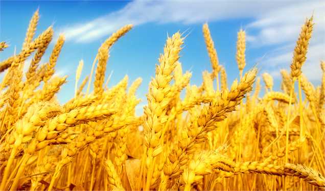 خرید بیش از سه میلیون و 300 هزار تن گندم در کشور