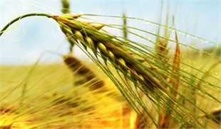 ایران به دنبال کشاورزی در خاک تاجیکستان