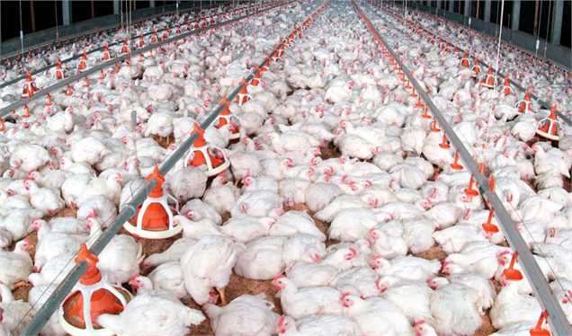 روند کاهشی نرخ مرغ در بازار ادامه دار شد