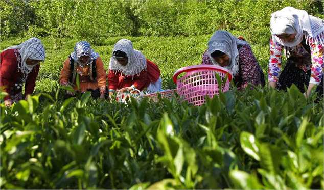 81.5 میلیارد تومان از مطالبات چایکاران پرداخت شده است/ افزایش ۶ درصدی تولید برگ سبز چای