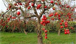 صادرات 700 هزار تن سیب درختی از کشور