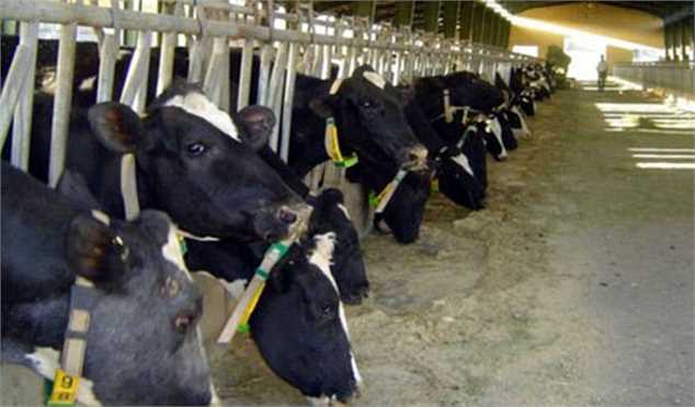 قیمت هر کیلو گوساله زنده 14 هزار تومان/ عدم صحت قاچاق دام